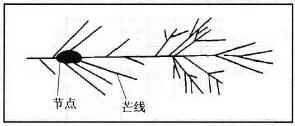 節(jié)點(diǎn)和芒線示意圖